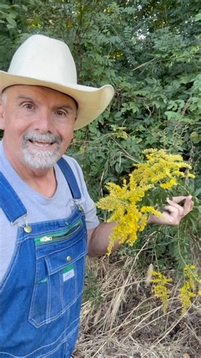9.2K views · 769 reactions | Benefits of Goldenrod! #garden #gardening #gardentips #homestead #homesteading #farm #goldenrod | PawPaw Ridge Homestead | Facebook