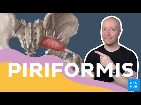 Piriformis muscle anatomy & actions explained | Kenhub