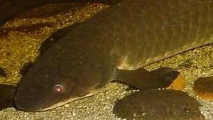 Devonian-era lungfish may have faked us out, left tetrapod-like tracks