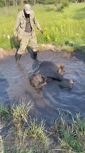 127K views · 9K reactions | Joy’s learning the art of the mud bath from KT. She’s a natural! Keeping cool and having fun—what more could a baby elephant ask for? Your donations make these joyful moments possible. Donate to support Joy’s care! www.elephanthavens.org | Elephant Havens Wildlife Foundation | Facebook