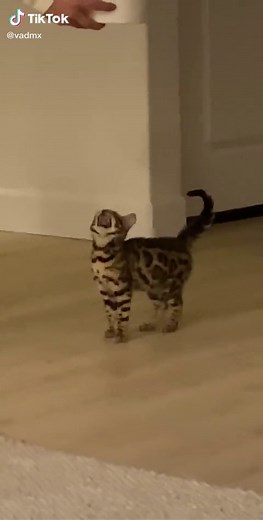 Vadim Maks on TikTok