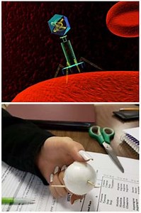 Bacteriophage Builder Challenge - Maker Challenge