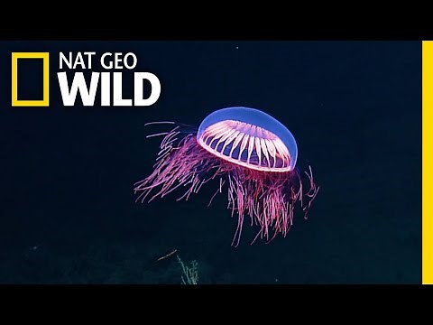 Spellbinding Jellyfish Spotted in Rare Deep Sea Footage | Nat Geo Wild
