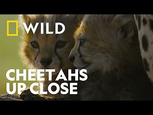 Follow the World’s Fastest Animal | Cheetahs Up Close with Bertie Gregory | National Geographic UK