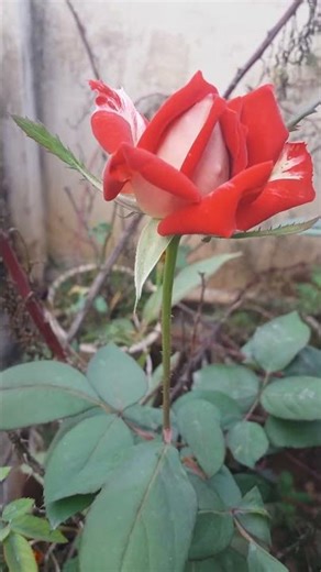 Solo Big Size Red Rose Flower Bud blooming in our garden, Looks Awesome, #redrose, #rosegarden