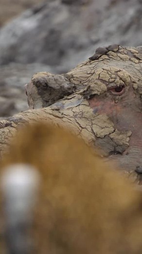 395K views · 1.5K reactions | Anak macan tutul ini dengan berani mendekati seekor kuda nil, sementara kakak dan ibunya menjaga jarak. Apa yang terjadi selanjutnya? | BBC News Indonesia | Facebook