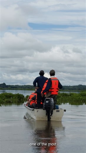 Deep in Colombia’s Middle Magdalena Valley, solar-powered cameras and microphones equipped with AI are helping protect biodiversity. Fundación Biodiversa is the first pilot of Microsoft’s Project SPARROW that delivers wildlife insights in real time—no more remote treks needed. Learn more here: http://msft.it/6181tgQoS | Microsoft