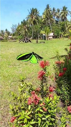 Queen Alexander Birdwing Butterfly 🦋🇵🇬🦋