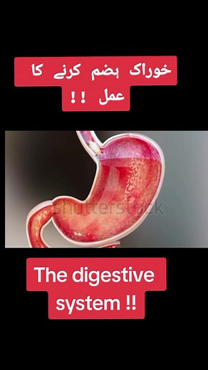 journey of food through GIT,First in mouth#drzohaib432 #b #viral #food #Git #dig #v