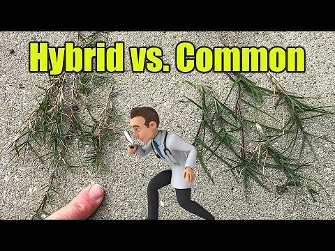 Bermuda Grass Seed - Fix Bare Spots