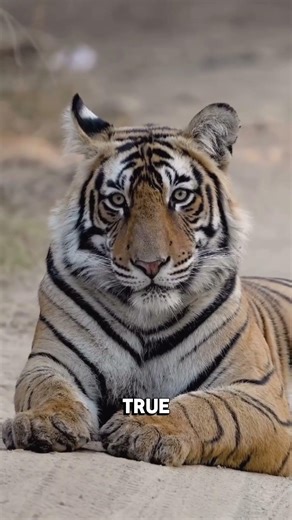 What’s Inside in the Tiger’s Skin 🐅 #wildfacts #animals