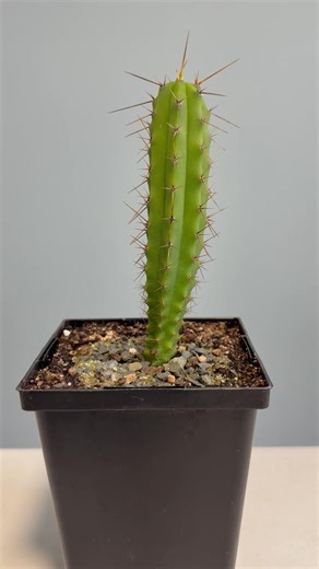 2.9M views · 61K reactions | Psychedelic Cacti - The Bolivian Torch | Sacred Buttons | Facebook