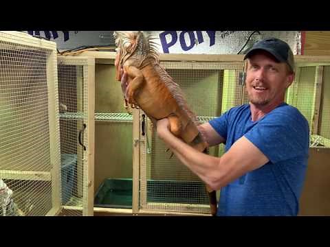 Iguana breeding behavior and some things to do to help them.
