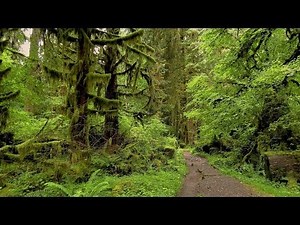 Hoh Rainforest River Trail- Olympic National Park