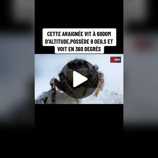 L'incroyable araignée sauteuse de l'Himalaya et ses 8 yeux - Reportage Nature
