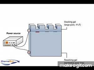 SDS-PAGE (polyacrylamide gel electrophoresis) on Make a GIF