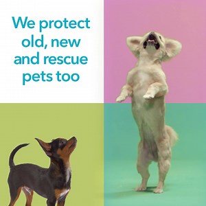 Old, new and rescue pets too | Co-op Insurance
