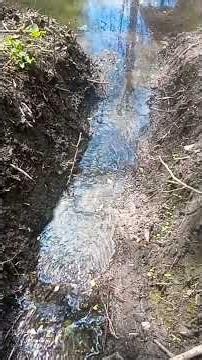 forest springs