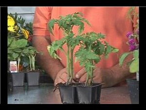 Growing Vegetables : Growing Patio Tomatoes