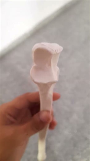 The stabilizer of the forearm 🦴🦴🍗