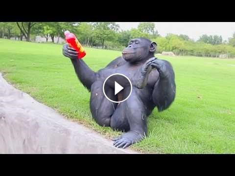 I dare you not to laugh at these ANIMALS #Video