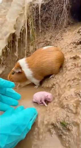 Guinea Pig Mother's Love #wildlife #animals #wildliferescue