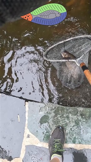 Bringing Beauty to the Surface: Our Aquaponics Brook Trout 🌊🐟 Today, we had the joy of catching two stunning brook trout from our aquaponics pond. Their vibrant colors shimmered beneath the water's surface. 🎣✨ 🐟 Graceful Swimmers: Brook trout are not just a delight to the eye, but they're also agile swimmers, adding life and vibrancy to our aquatic ecosystem. 🏞️ Pond to Plate: These beauties represent the perfect harmony of aquaponics. They've been nurtured in our system and are ready to gr
