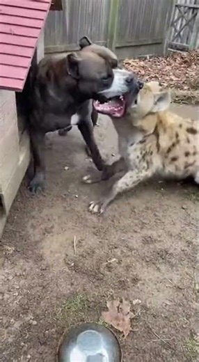 Can the dog defend her pups from a hyena attack? #dog #dogs #dogshorts #doglife #hyena