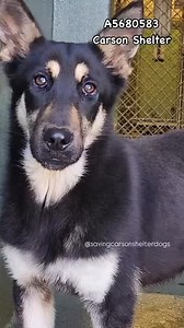 2.6K views · 166 reactions |  Rescued by @lets.rescue.dogs ...