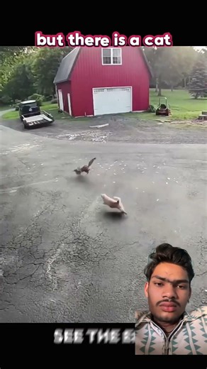 An intense wildlife moment as a fox chases a chicken, but an unexpected hero appears.