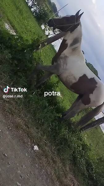 Videos de José Méndez 🐎 (@jose.r.md) con “sonido original - SANTIAGO DJ”