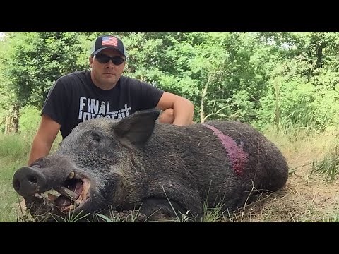 Huge Feral Hog In My Yard!