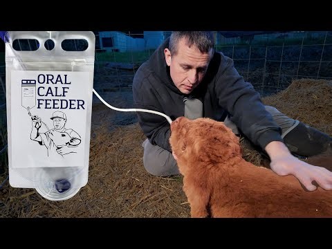 Here's What Happened to My Sick Calf (Elliott Smith Update)