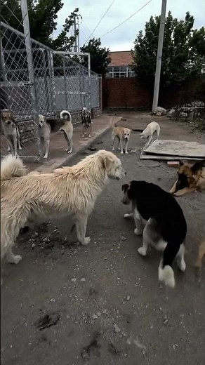 King Charles – The Alpha Dog Edit 🥶