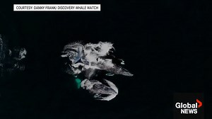 Watch a rare attack by a pair of orcas on two adult grey whales. Read more about the encounter: https://globalnews.ca/news/9622529/captain-talks-killer-whale-pod-attack-gray-whales/?preview_id=9622529 | Global BC