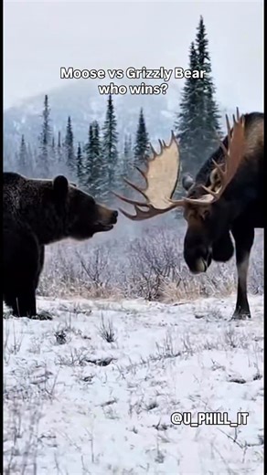 The Biggest Fight on Instagram: "MOOSE vs GRIZZLY BEAR who wins? Comment below and tell me why the moose dog walks that damn bear… #sora #fyp #viral #ai #animals #fight"