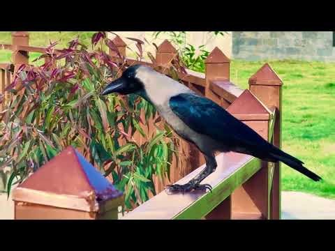 Black Crow 4K | Intelligent Bird Sitting at Different Places | Crow Sounds Nature Video #crow #birds