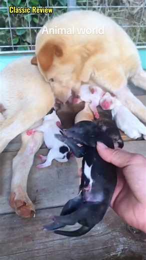 귀여운 강아지 만나보세요 / 愛らしい子犬に出会おう #JapanDogs #KoreaPuppies