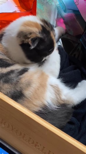 🐾 Adèle, mon assistante (pas très) administrative. Chaque fois que j’essaie de travailler, elle mène une mission d’inspection minutieuse : 🗂️ Vérification des papiers : 100 % froissés. 🖊️ Test des stylos : tous par terre, validés. 🖥️ Et la souris ? Apparemment comestible. Bref, impossible de s’ennuyer avec ma collègue à quatre pattes. Efficacité discutable, mais ambiance au top. 😸✨ Est ce que vous kiffez mon bb ? Moi je l’adore ❣️❣️ #AdèleLaCurieuse #ChatManager #BureauEnPagaille #VieDeCM #