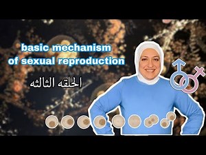 Episode 3: Spermatogenesis (Chapter 1 Basic mechanism of sexual reproduction)