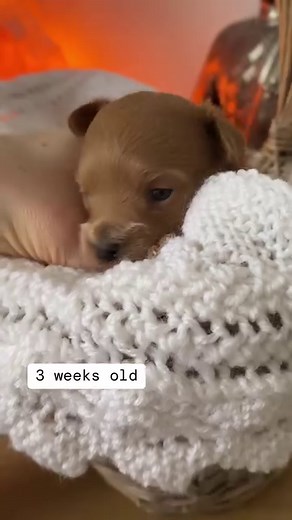 54K views · 1.3K reactions | From PUPPY to ADULT! Maltipoo TRANSFORMATION  #puppytransformation #maltipootransformation #puppygrowth #maltipoosofinstagram❤️❤️ #fluffy #fluffydog #fluffydoggo #maltipoos #maltipoopuppy #maltipoonation #maltipoolove #dogtransformation #frompuppytoadult #dogsofinstagram #instadog #instadoggy | MLA Pets - My Little Angels | Facebook