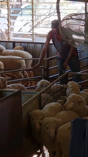 A good shed in the midst of shearing is a place humming with energy, where the team work together to get the fleece off the sheep and into the bale before it goes further afield to be washed and scoured, graded and sorted, carded, spun, woven or felted, and then on into the hands of consumers. Merinos have been around since at least the 12th century and have been domesticated and selectively bred for their wool, so while they are hardy sheep that are well adapted to living in semi-arid areas, th
