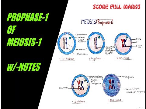 How to draw easily PROPHASE 1 OF MEIOSIS 1 / PROPHASE 1/ CELL DIVISION / w/-NOTES / SCIENCE /BIOLOGY