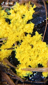 22 reactions | Slime Mold “Breathing”, this is roughly 25m of elapsed...