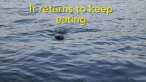 15K views · 1K reactions | 3 beavers have a dispute over food. On Sunday evening I was filming a beaver eating some willow saplings it had harvested. It defended its food when a second beaver arrived. If you have the volume up you can hear the first beaver huffing in anger. But when a third beaver arrived it abandoned the food without a fight. #beavers #wildlifephotography | Mike’s photos and videos of beavers | Facebook