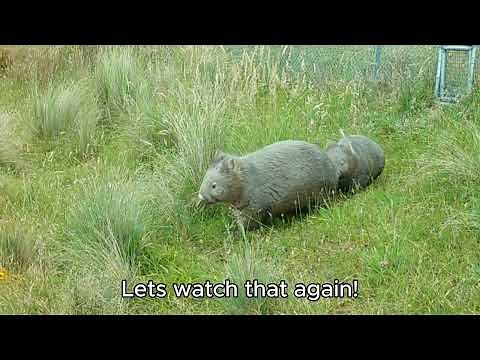 How Cute Are Baby Wombats!