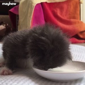 It's kitten season at Mayhew and we've seen an influx of tiny kittens coming into our Home needing specialist round-the-clock care, like this little cutie here being hand reared (turn your 🔊 up for the cutest feeding noises!!) This adorable kitten was sadly found recently in a bin bag at just 10-days-old with his three other siblings: https://mayh.ws/HandRearKittens Adorable kittens Teenie, Tiny, Titch and Smalls were discovered in a bin bag by a member of public when they were only 10-days-old