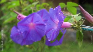 Purple Beach moonflower with green leaves on a wicker fence. Ipomoea purpurea. Beautiful blooming flower. Selective focus