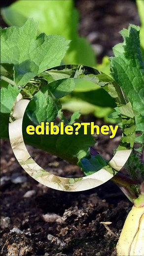 Discover the Hidden Gem: Edible Daikon Radish Leaves!
