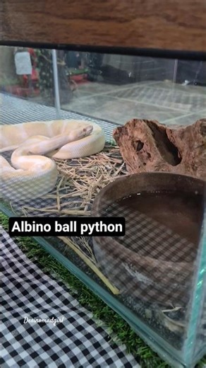 Albino ball python